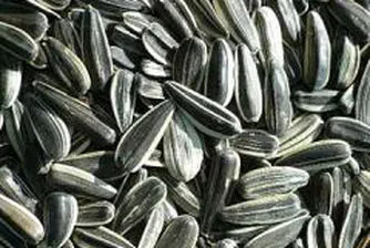 Производители предлагат за пролетната сеитба по-скъпи слънчогледови семена