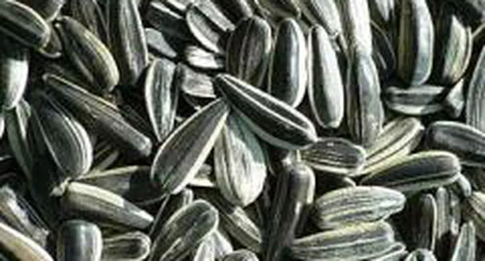 Производители предлагат за пролетната сеитба по-скъпи слънчогледови семена