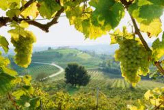 В Североизточна България през последните години са засадени около 12 хил. дка нови лозя