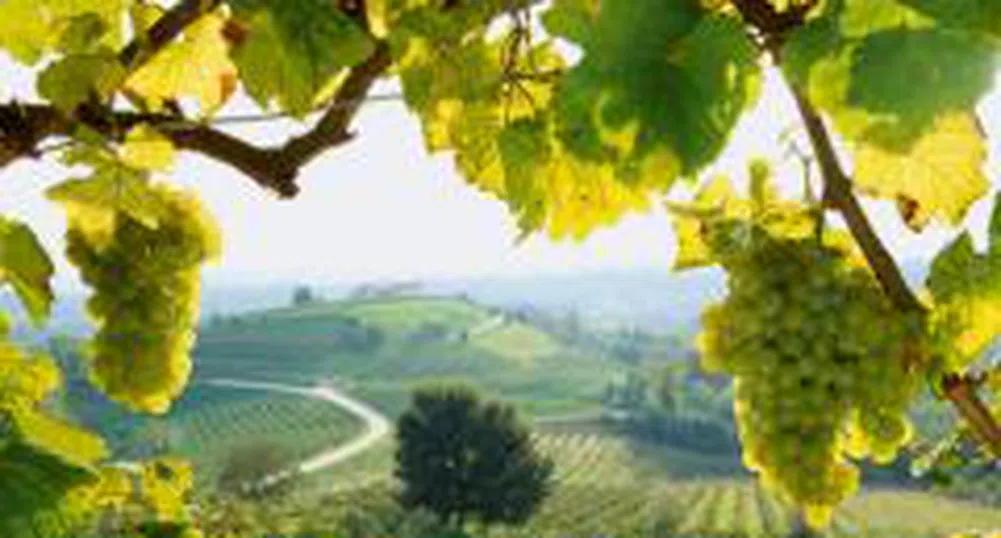 В Североизточна България през последните години са засадени около 12 хил. дка нови лозя