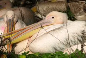 30% от земеделските земи у нас - важни за опазването на флората и фауната