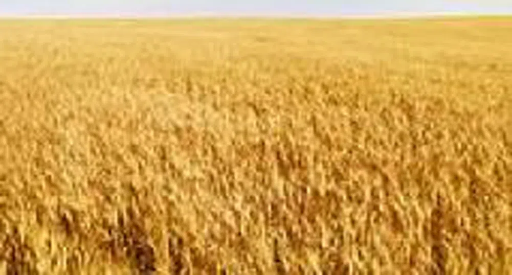 Agriculture Ministry Reports Record Bread Wheat Yield of 4,380 kg/ha