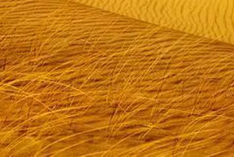 Zlatni Pyasatsi Books 3.5 Mln Leva Q1 Profit on Strong Revenue from Services, Asset Sales