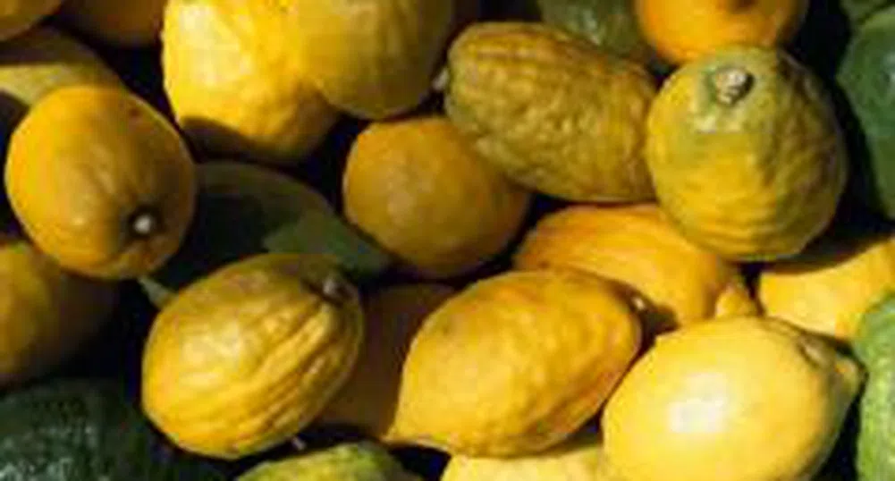 Цената на олиото и на лимоните е с 81 на сто по-висока от преди година