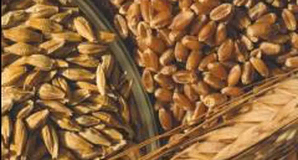 Хлебната пшеница на Русенската стокова борса се предлага по 500 лв./т