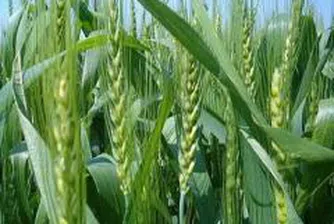 Световните цени на пшеницата силно се понижиха