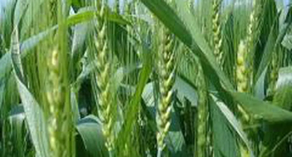 Световните цени на пшеницата силно се понижиха