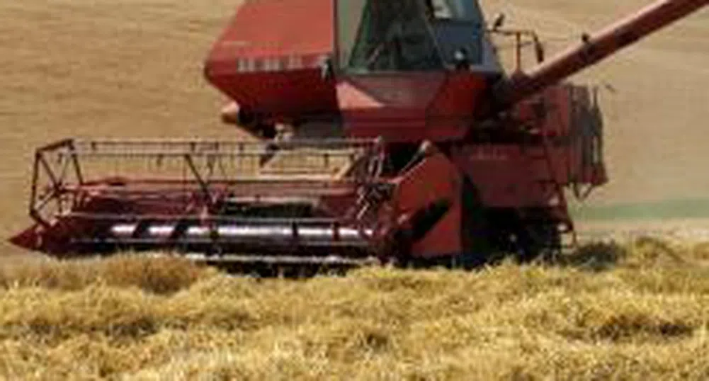 Цената на пшеницата от новата реколта се закрепи на 270-280 лв. за тон