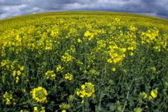 Експерти предлагат спешни мерки по законодателството за продажбата на биогорива у нас