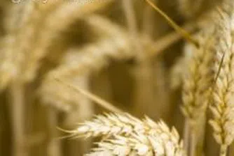 Цената на пшеницата - 350 лв. за тон, очаква се поскъпване на месото и млякото