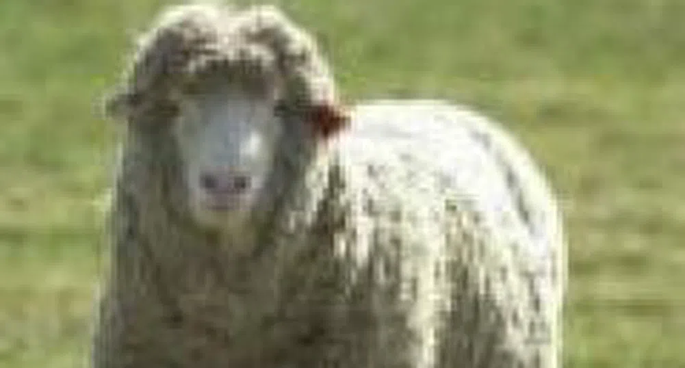 Специално обучени овце чистят лозята в Калифорния от плевели