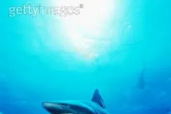 Рекорден улов на акули край Несебър