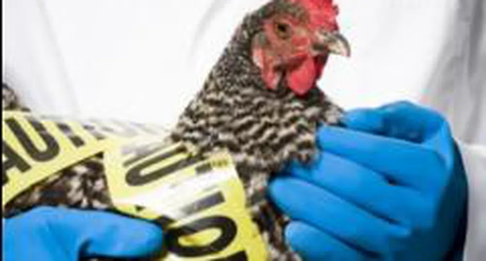 Откриват Регионална лаборатория за диагностика на птичи грип и Нюкясълска болест