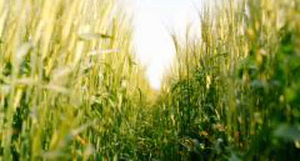 Европейските фермери ще засеят повече площи със зърнени култури тази година