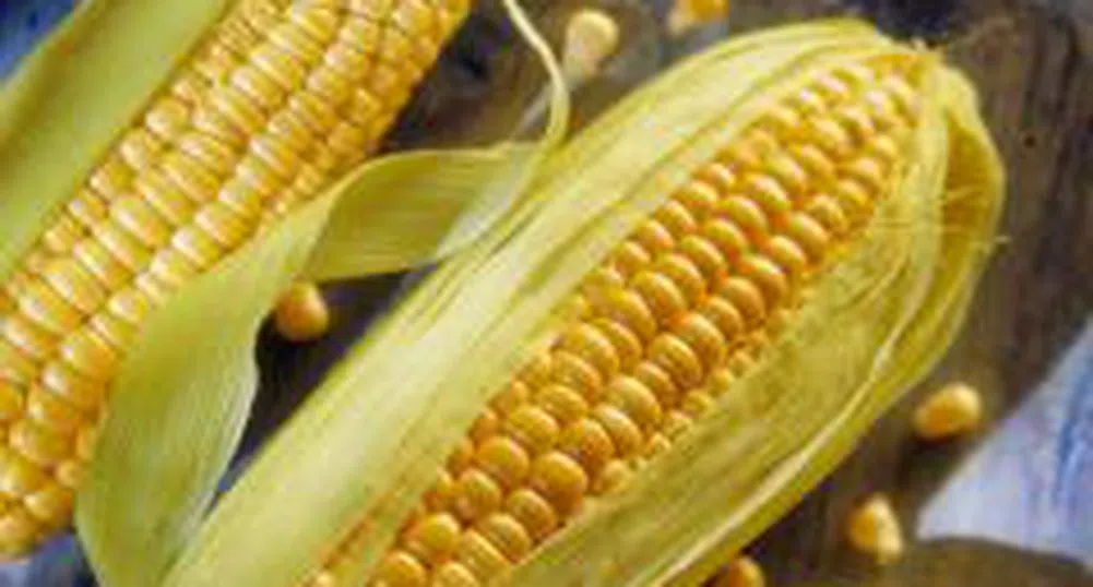 Намалена е цената на царевицата на Пловдивската стокова борса