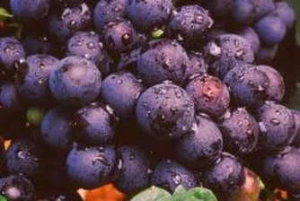 Отглеждаме винени лозя на площ от 135 760 хектара