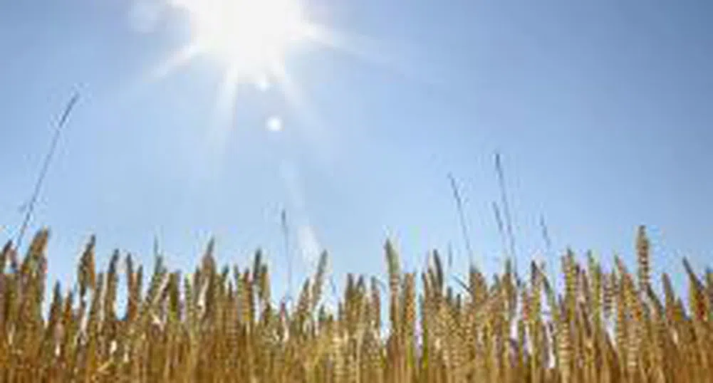 ДФ "Земеделие" обяви конкурс за складове за зърно