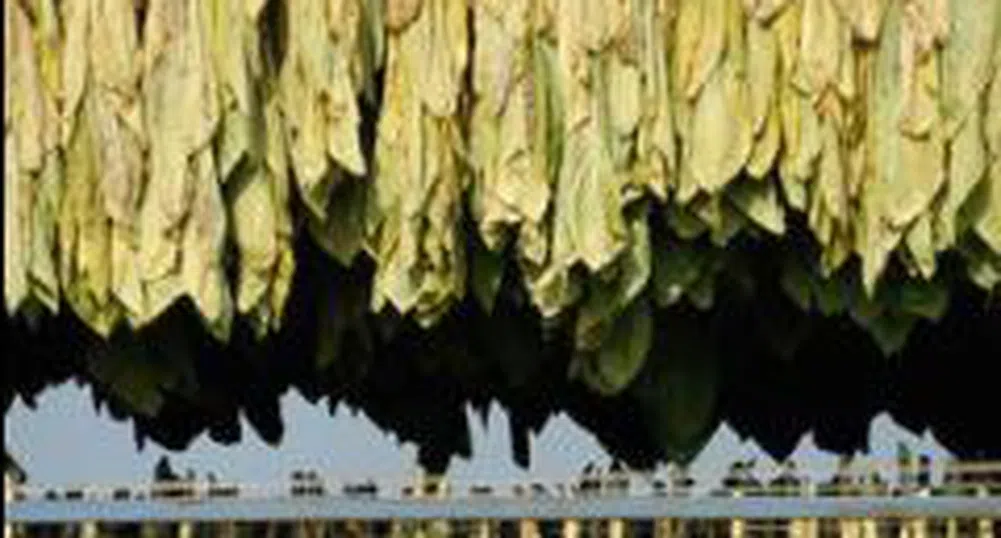 Започва изкупуване на тютюна от реколта 2007 в Кърджалийско
