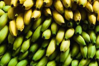 Създадоха възобновяемо биогориво от банани