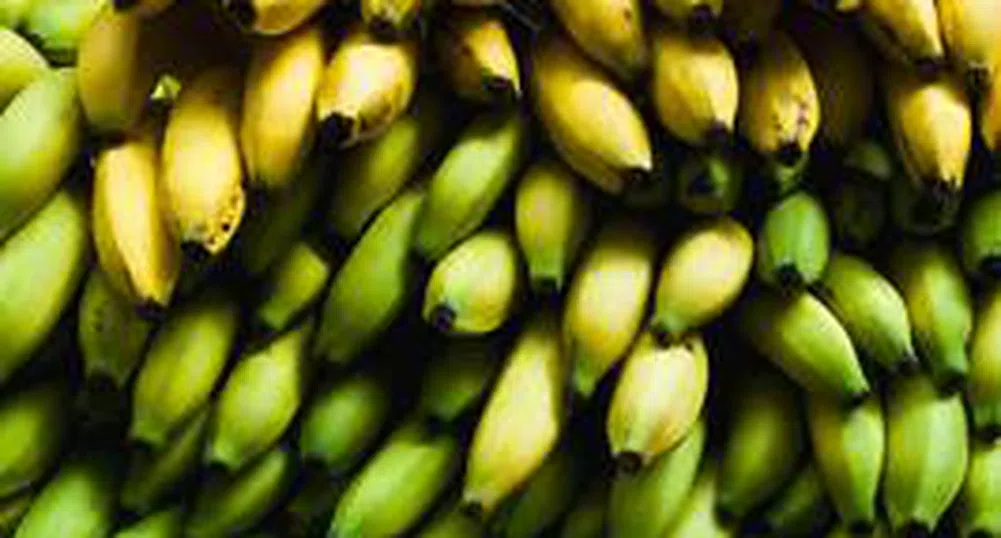 Създадоха възобновяемо биогориво от банани
