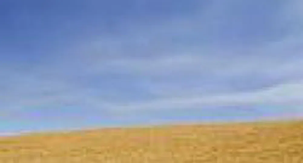 Пшеницата продължава да поскъпва до нови рекордни нива