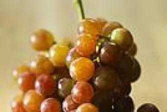 Лозарството е сред основните отрасли на страните от ЕС