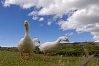 Птицевъди от Добричка област излизат на протест