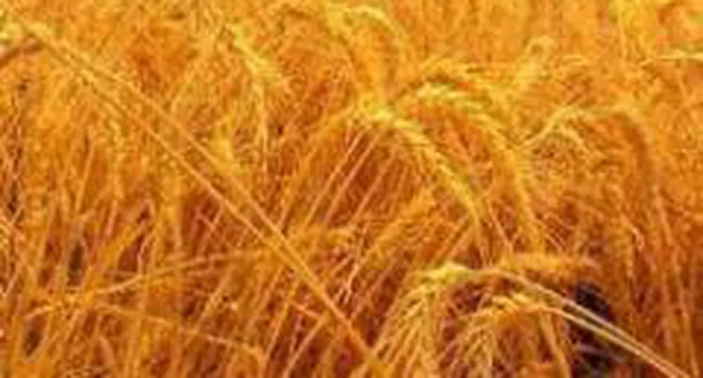 Няма сближаване на цените при "купува"/"продава" за пшеницата в Русенската стокова борса