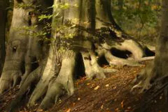 Да се създаде Национален фонд "Българска гора" реши на първо четене НС