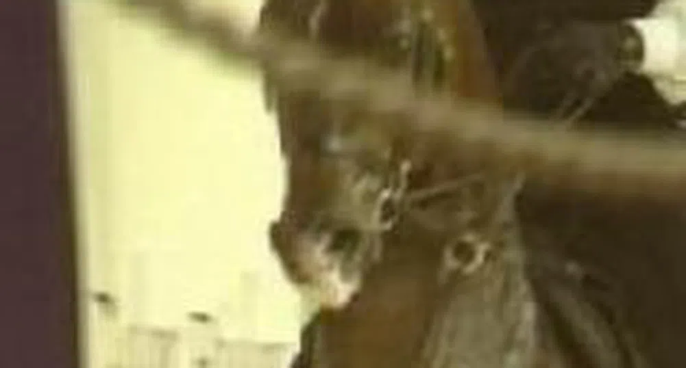 Продадоха арабски кон за 2.8 млн. долара