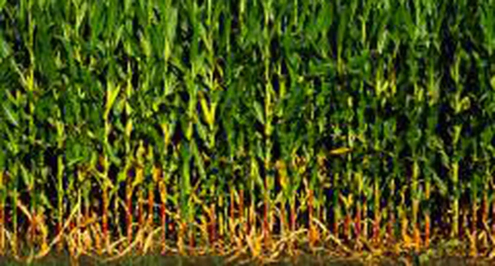 Обсъждаме вноса на 200 хил. т царевица и 50 хил. т пшеница от Украйна