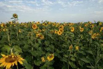 Двоен скок на бензин и олио