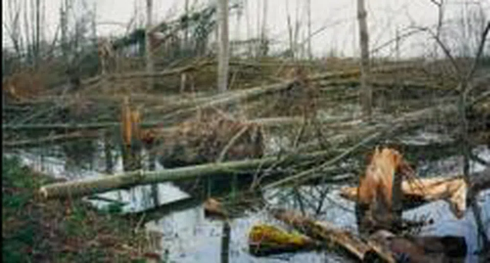 Буря засегна повече от 6 села в община Дулово