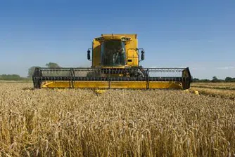 МЗХ очаква 20% по-нисък добив на зърно