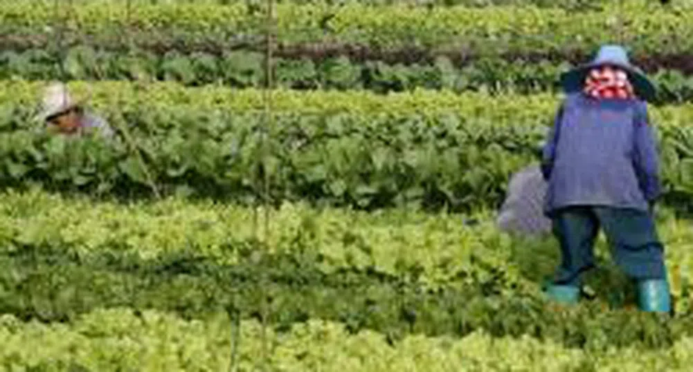 Ваканциите във ферми регистрират бум в Италия
