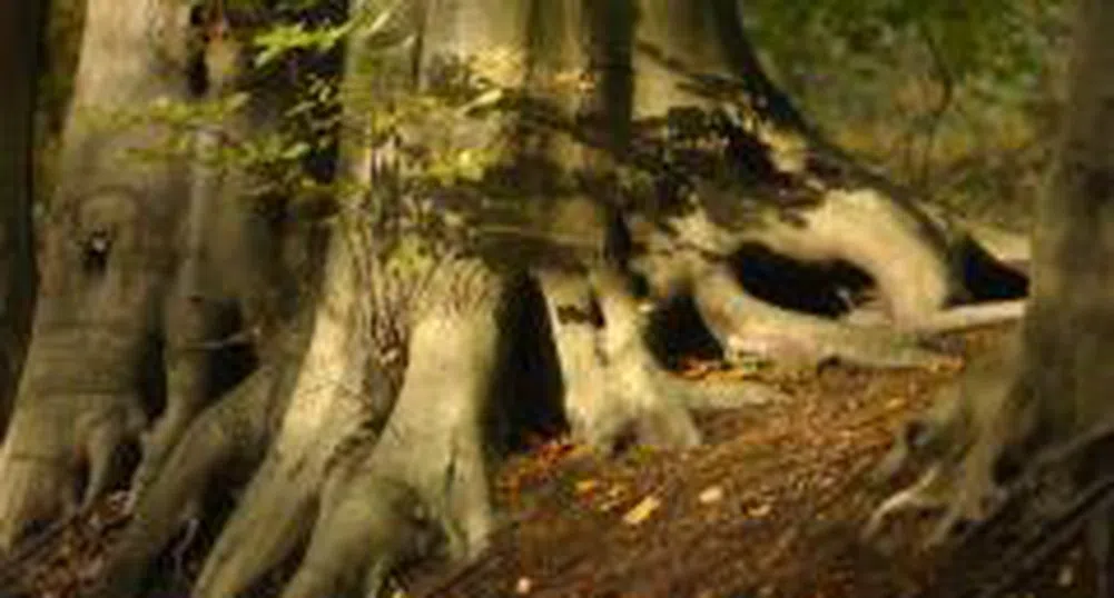 "Супер Перелик" взе още 8000 дка гора от държавата