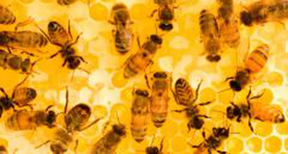 Усвоени са 50% от парите от Националната програма за пчеларство