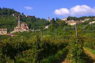 Искаме от Брюксел 166 млн. евро за лозята