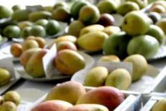 Два броя манго продадени на търг за 1250 евро