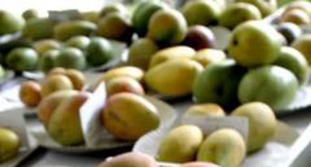 Два броя манго продадени на търг за 1250 евро