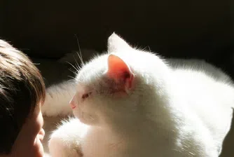 Котките са най-добрият имитатор на човека