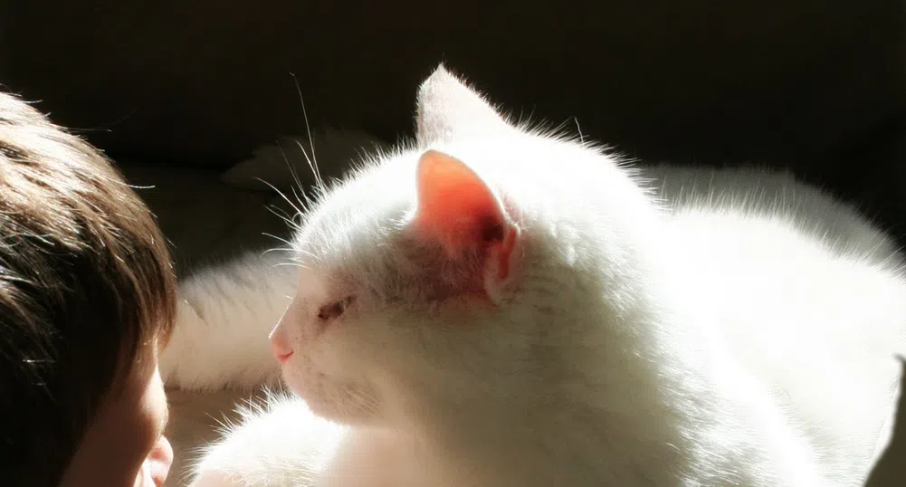 Котките са най-добрият имитатор на човека