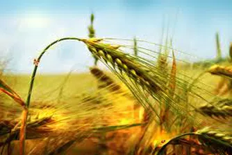 Топлата зима засега не се отразява на пшеничните посеви