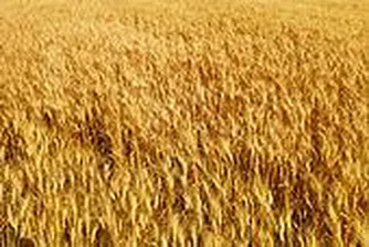 България може да стане основен вносител на жито за Йордания