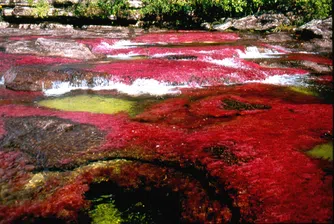 Caño Cristales - най-красивата река в света