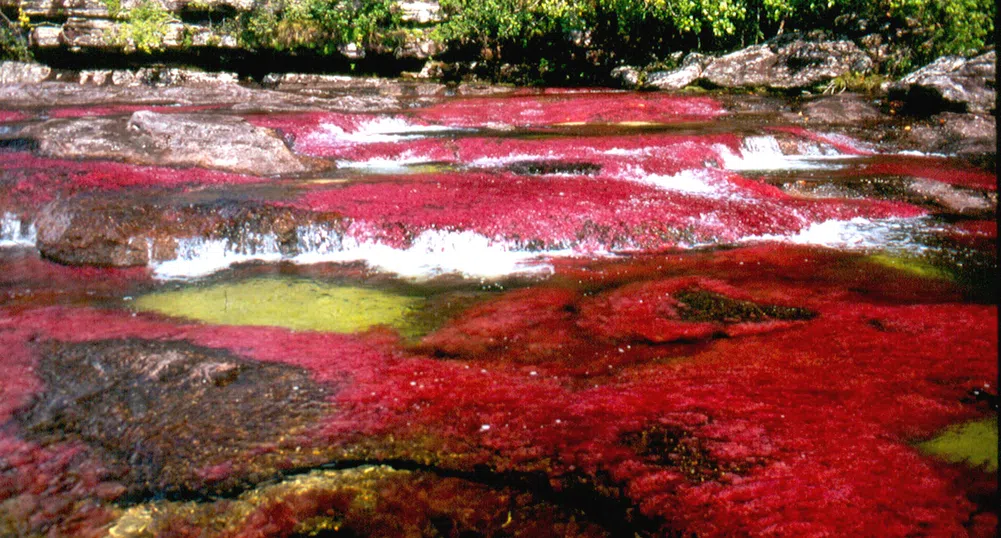 Caño Cristales - най-красивата река в света