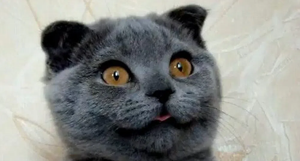 Потребителите в YouTube избраха най-очарователната котка в света