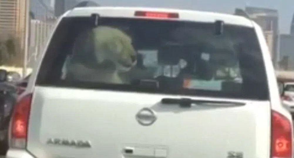 Шофьор в Дубай вози лъв в колата си (видео)
