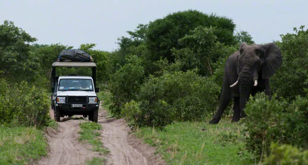 Този слон е сериен убиец на автомобили (видео)