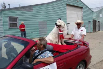 Куче беше преизбрано за кмет на село в Минесота